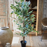 Ficus artificiale Tonga set da 2 - OrchideaMilano1981