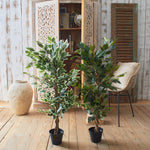 Ficus artificiale Tonga set da 2 - OrchideaMilano1981