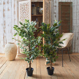 Ficus artificiale Tonga set da 2 - OrchideaMilano1981