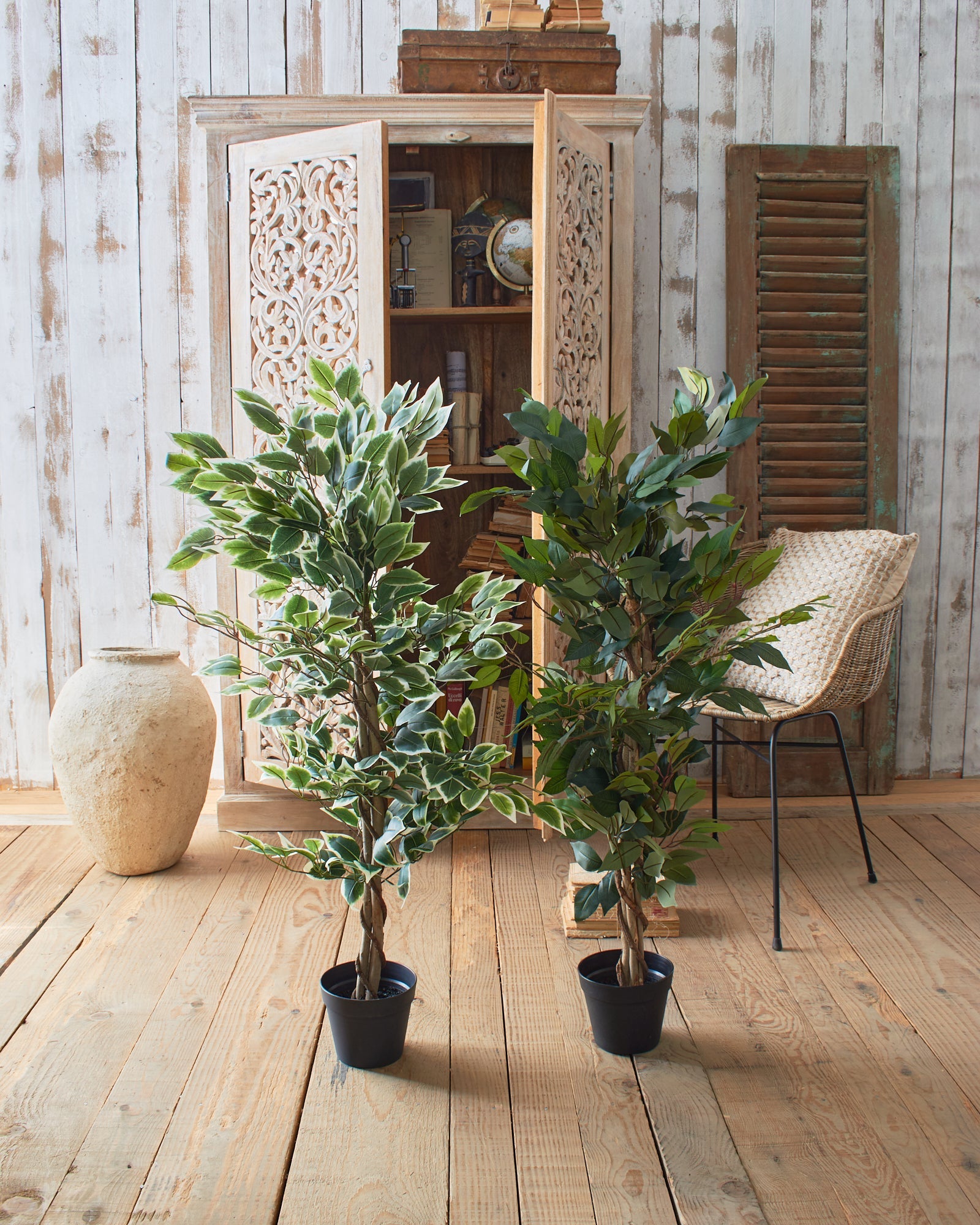 Ficus artificiale Tonga set da 2 - OrchideaMilano1981