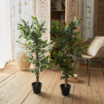 Ficus artificiale Tonga set da 2 - OrchideaMilano1981