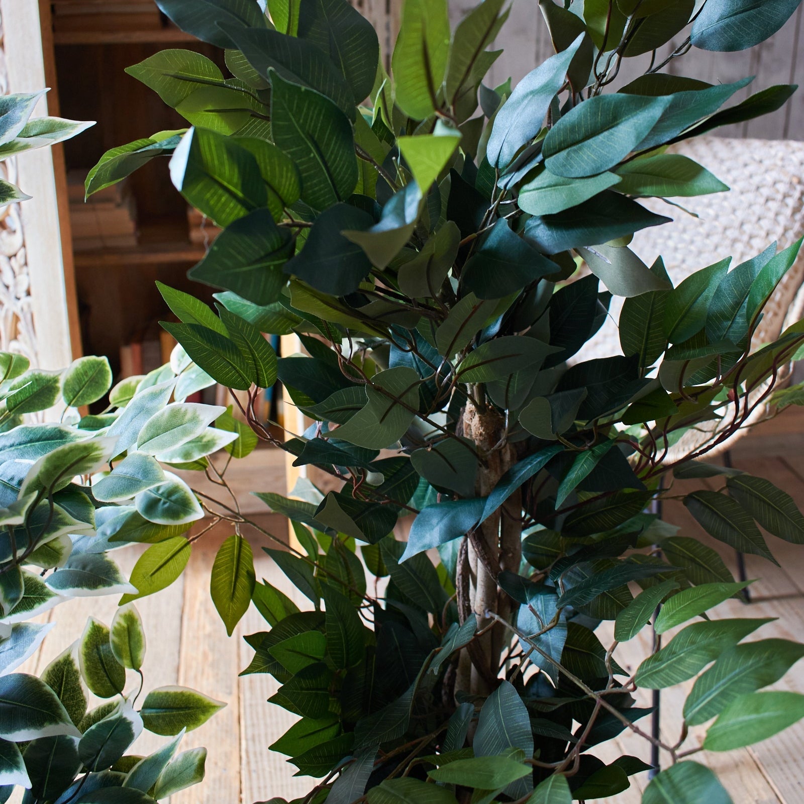Ficus artificiale Tonga set da 2 - OrchideaMilano1981