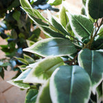 Ficus artificiale Tonga set da 2 - OrchideaMilano1981