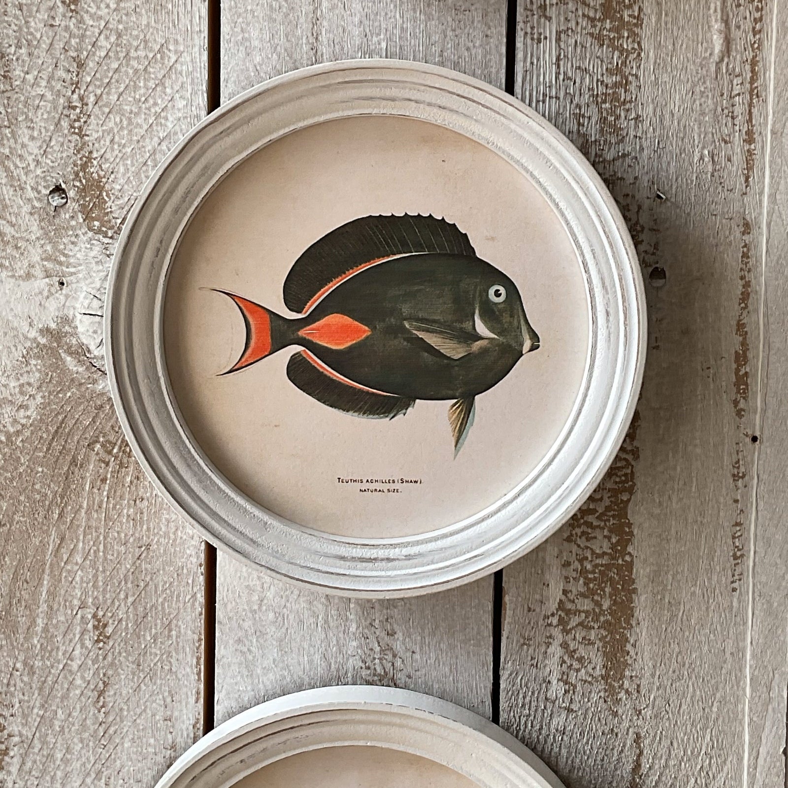 Stampe con cornice in legno Coral Reef Fish set di 4 - OrchideaMilano1981