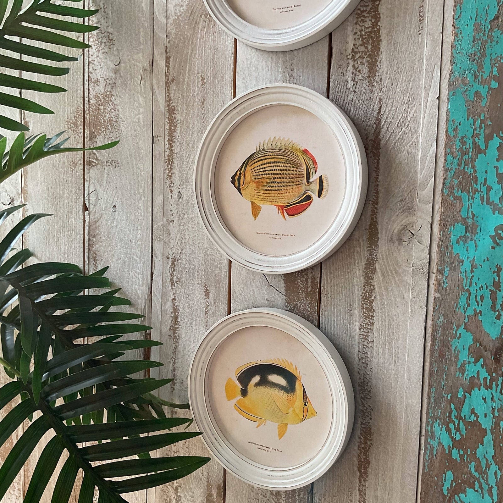 Stampe con cornice in legno Coral Reef Fish set di 4 - OrchideaMilano1981