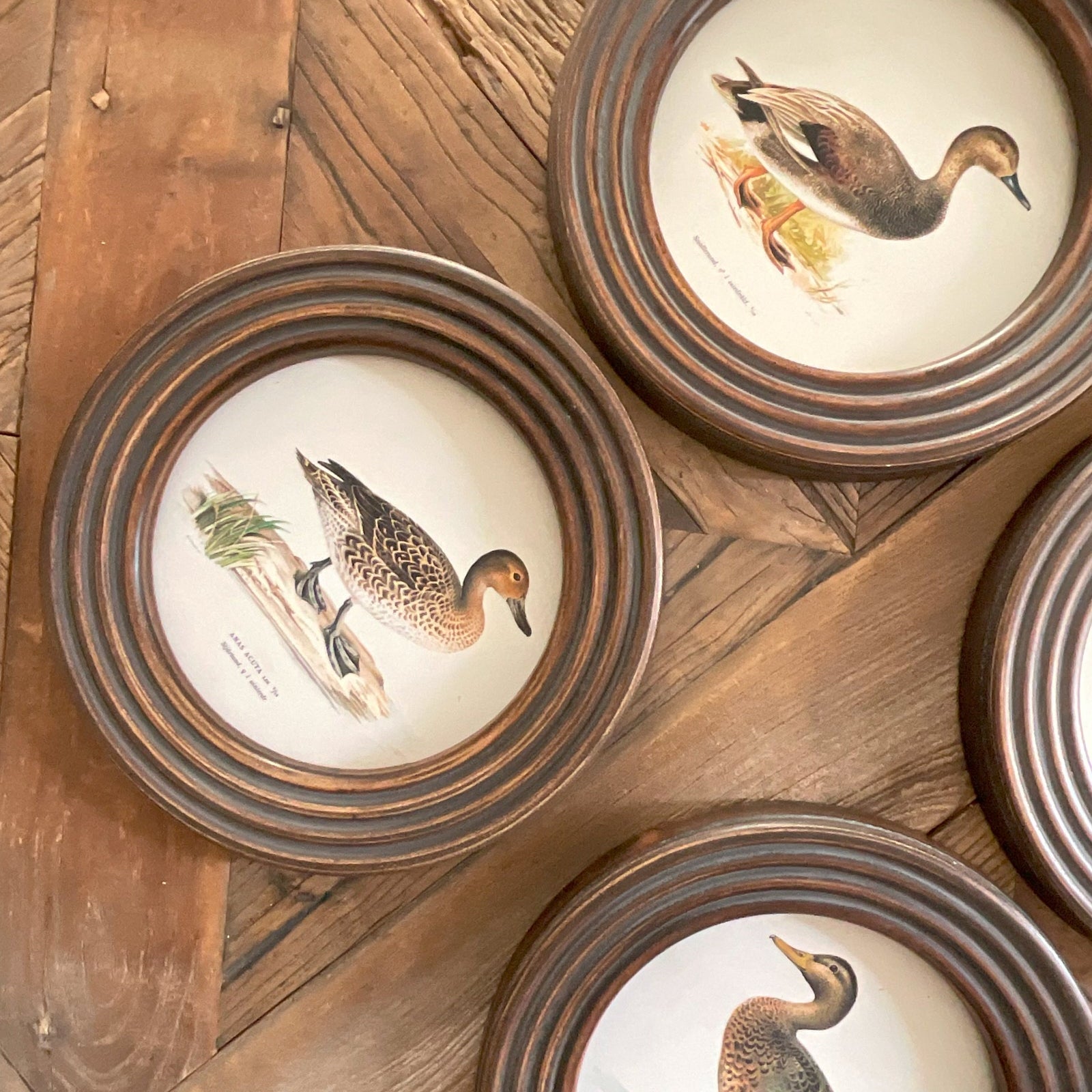 Stampe con cornice in legno Ducks set di 4 - OrchideaMilano1981