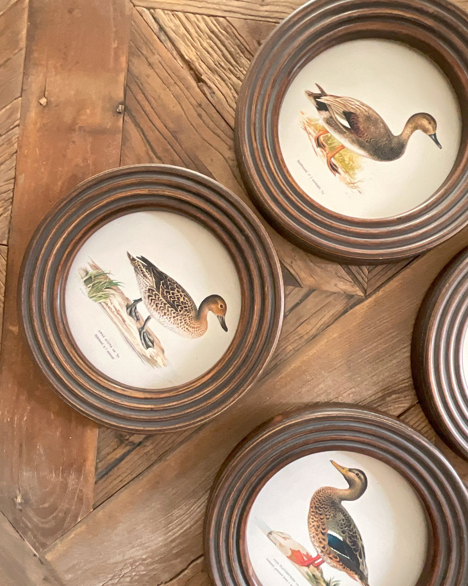 Stampe con cornice in legno Ducks set di 4 - OrchideaMilano1981