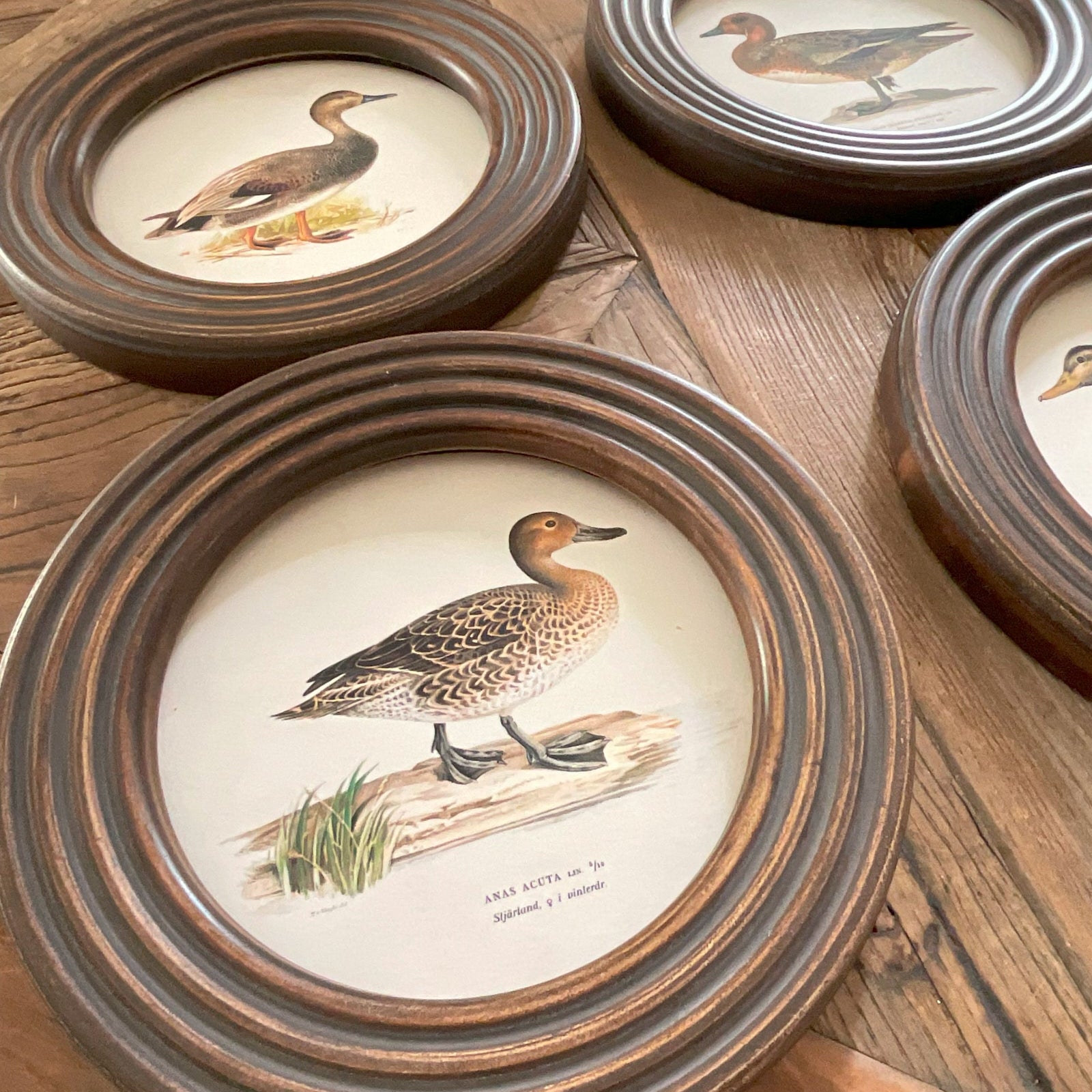 Stampe con cornice in legno Ducks set di 4 - OrchideaMilano1981