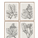 Stampe con cornice in legno Drawings set di 4 - OrchideaMilano1981